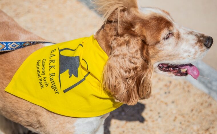 A tan and white colored dog wearing a yellow BARK Ranger bandana.